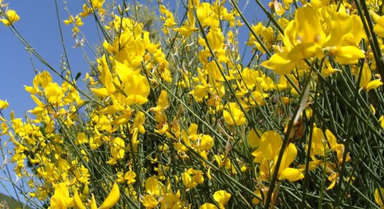 ginestra