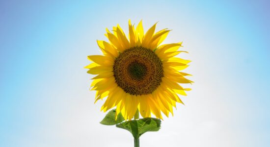 girasole