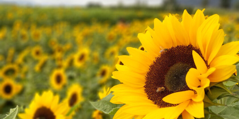 girasole