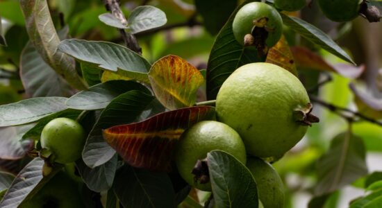 guava