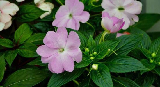 impatiens