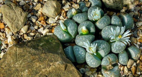 lithops