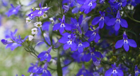 lobelia