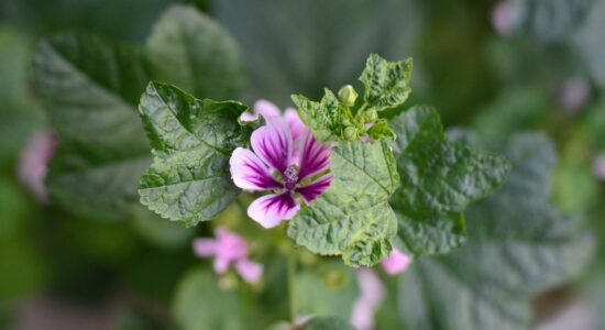 malva