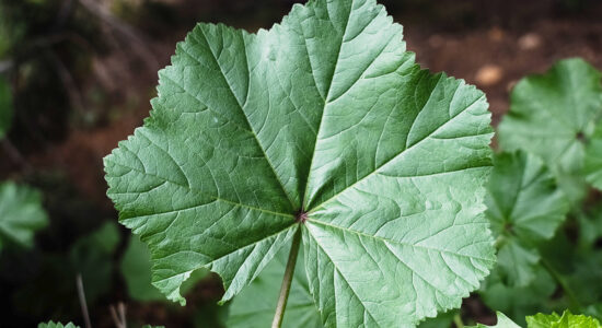 malva