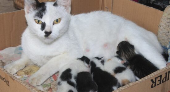 mamma gatta