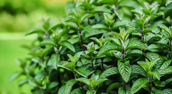 menta