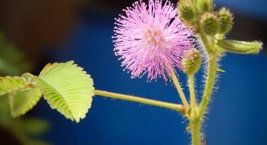 mimosa