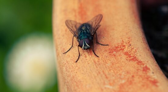 mosca