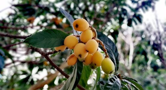 nespole giapponesi