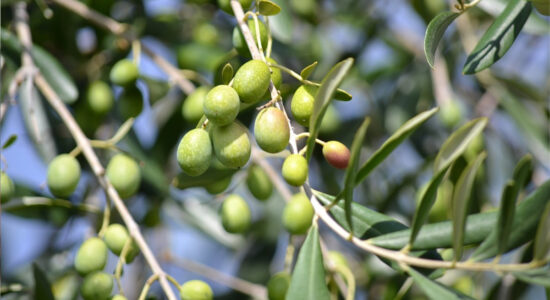 olive