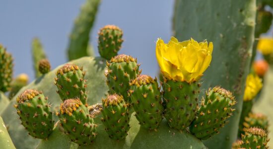 opuntia