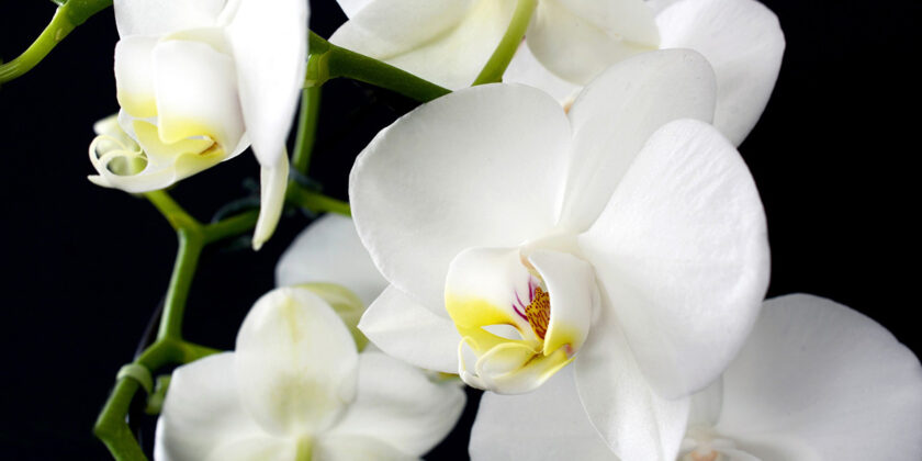 orchidea