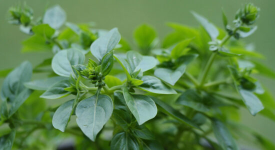 origano