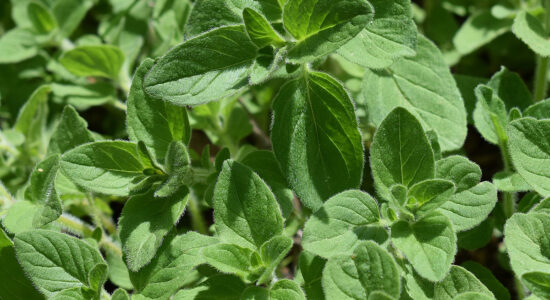 origano