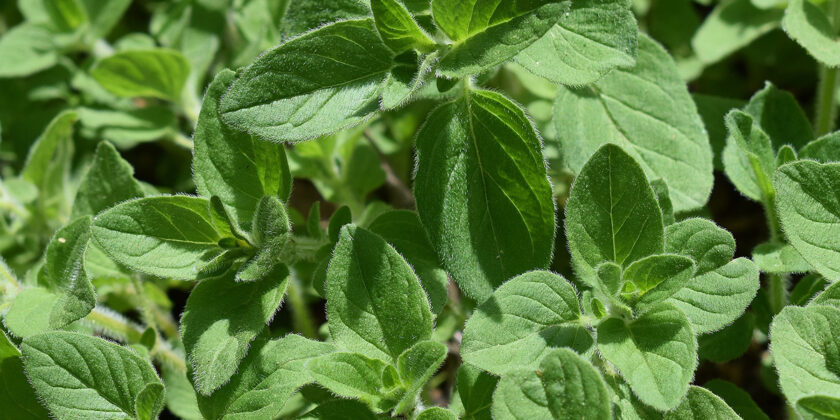origano