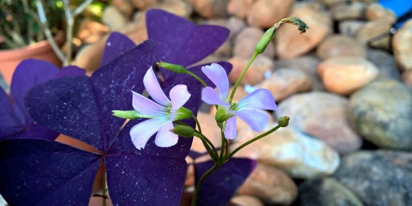 oxalis