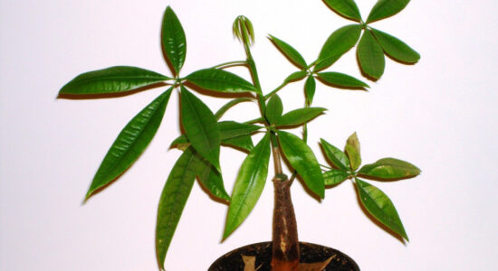 pachira