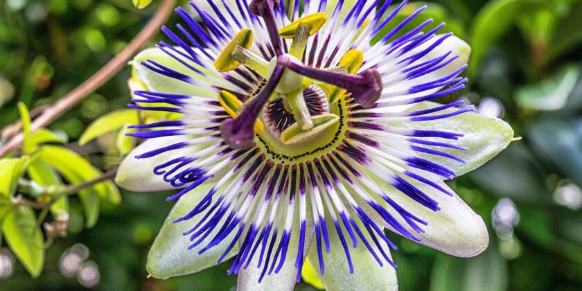 passiflora