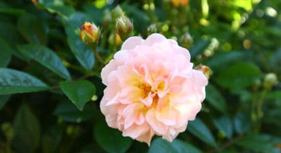 peonia