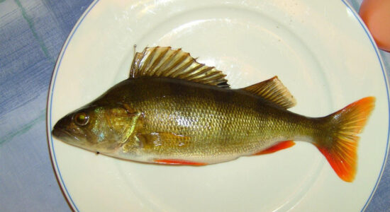 pesce