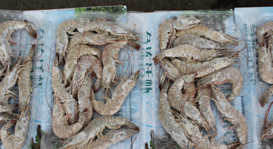 pesce surgelato