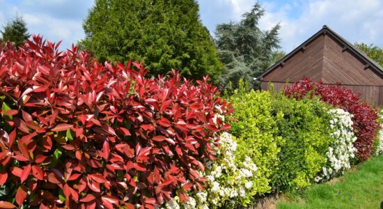 photinia