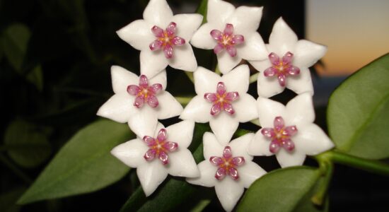 pianta
