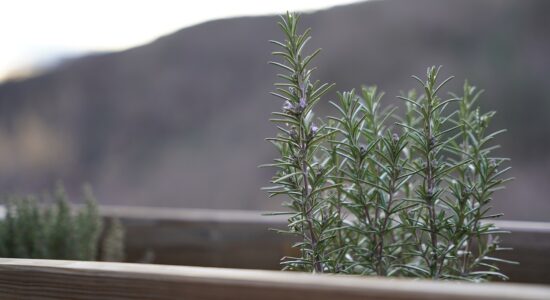 pianta di rosmarino