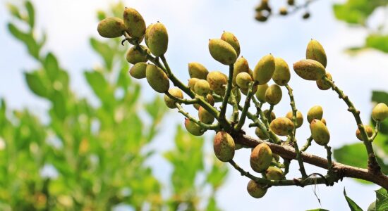pistacchio