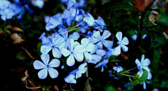 plumbago