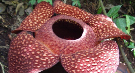 rafflesia arnoldii