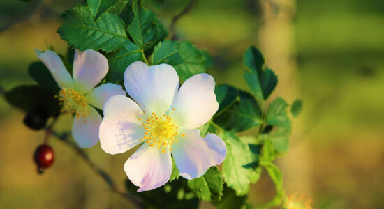 rosa