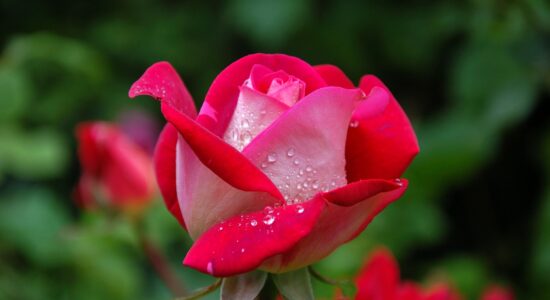 rosa