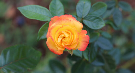 rosa
