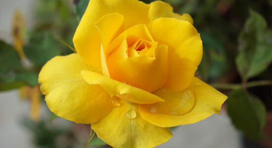 rosa gialla