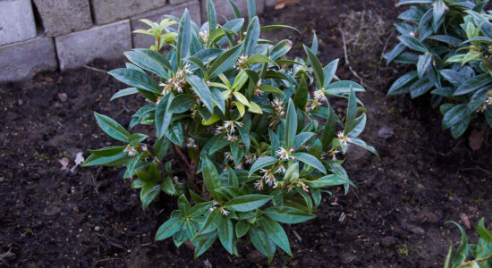 sarcococca