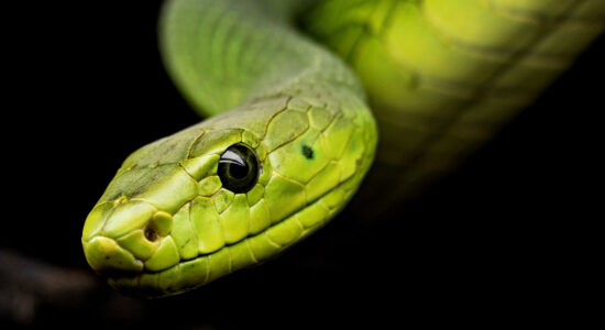 serpenti