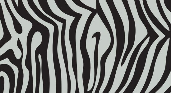 stampa zebra