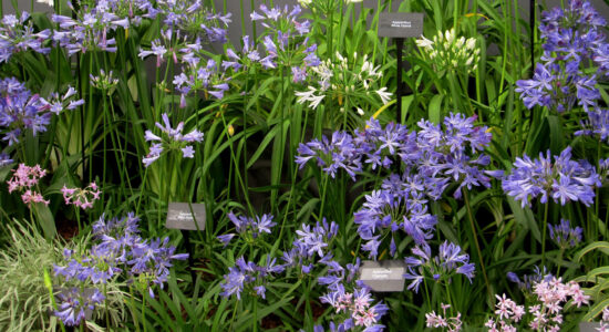 tulbaghia