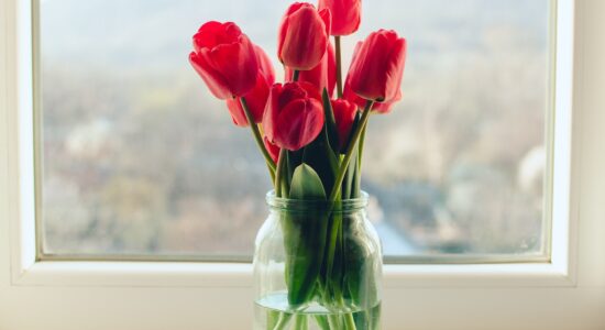 tulipani