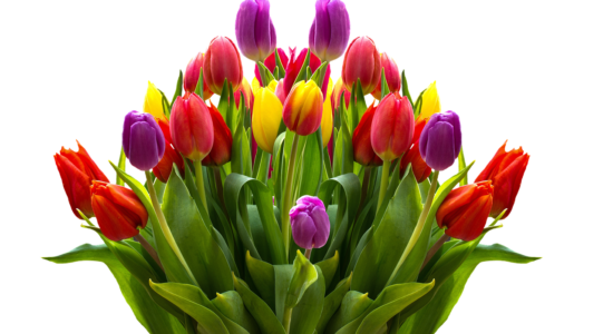 tulipani
