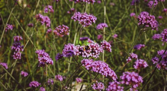 verbena