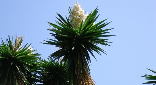 yucca