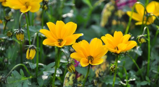 bidens