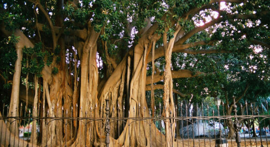 ficus