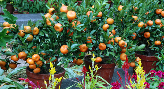 alberi da frutto