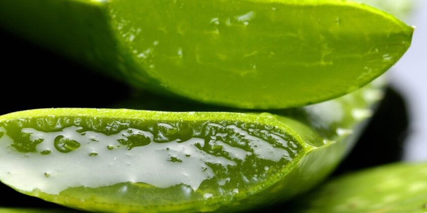 aloe