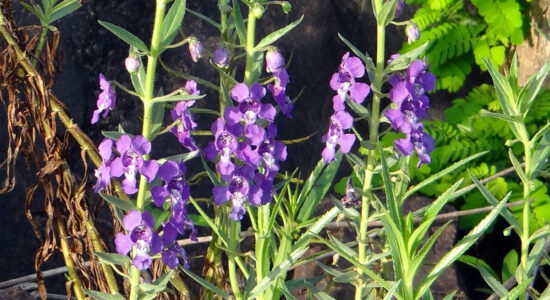 angelonia
