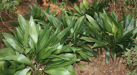 aspidistra